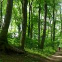 36_Wienerwald Diagonale