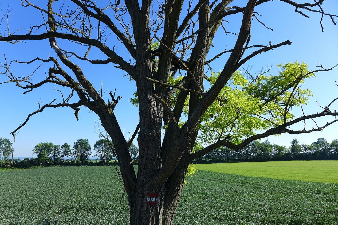 P1310117
