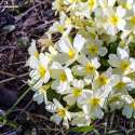 Corona-Frühling rund um Wien