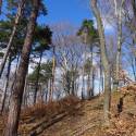 Frühling im Wienerwald - April 2013