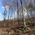 Frühling im Wienerwald - April 2013